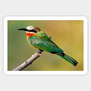 Whitefronted Bee-eater Perching Sticker